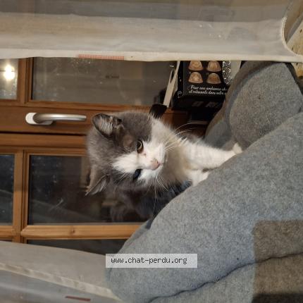 Photo 1/1 Chat retrouvé Trouvé à Villereversure