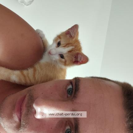 Photo 1/1 Snacky Chat perdu à Suze la rousse