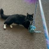 Photo de chat perdu à Glen Burnie