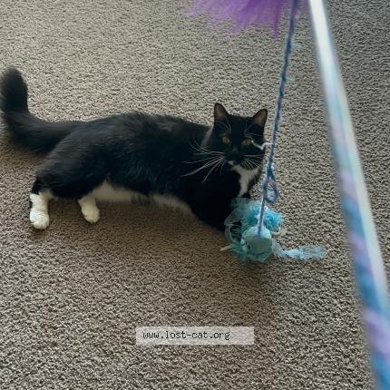 Photo 1/1 Munchie Chat perdu à Glen burnie