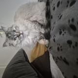 Photo de chat perdu à Marseille