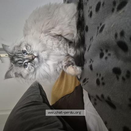 Photo 1/1 Pomponnette Chat perdu à Marseille