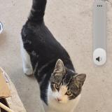 Photo de chat perdu à Fresno