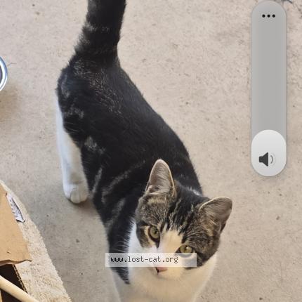 Photo 1/1 Hoppy Chat perdu à Fresno