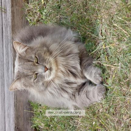 Photo 1/1 Tigris Chat perdu à Gravelines