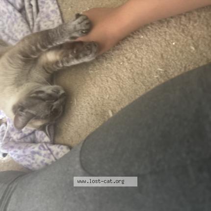 Photo 1/1 Ella Chat perdu à Hemet