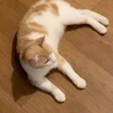 Photo de chat perdu à Chevilly La Rue