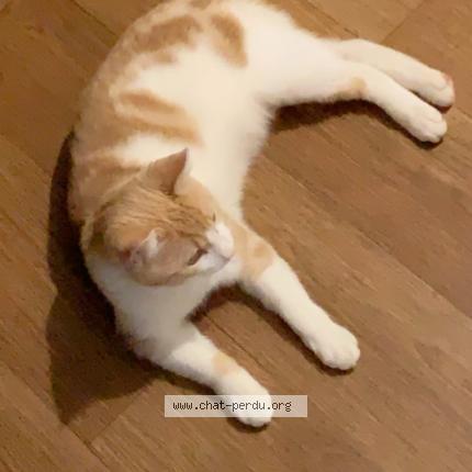 Photo 1/1 KUKI Chat perdu à Chevilly la rue