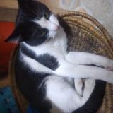 Photo de chat perdu à Nairobi