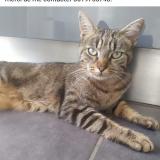 Photo de chat perdu à Bourgoin Jallieu