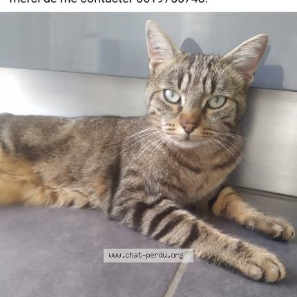 Photo 1/1 Minou Chat perdu à Bourgoin jallieu