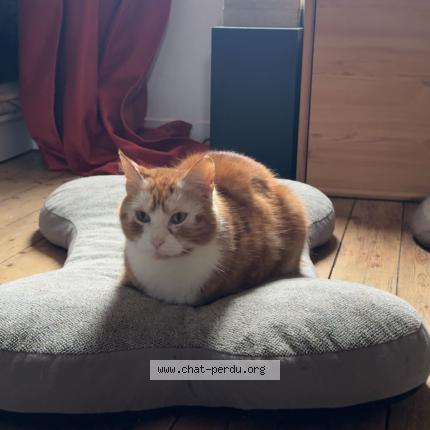 Photo de chat perdu à Jouy