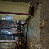 Photo de chat trouvé à Paris