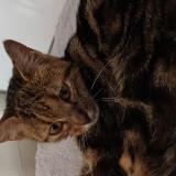 Photo de chat perdu à Ramonchamp