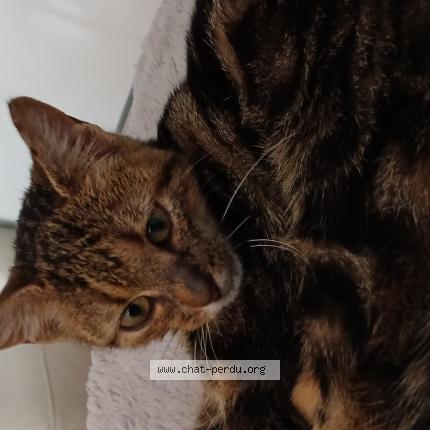 Photo 1/1 Peatsh Chat perdu à Ramonchamp