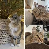 Photo de chat perdu à Change