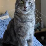 Photo de chat perdu à Pierrelatte