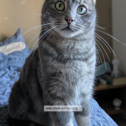 Photo 1/1 ROCKET Chat perdu à Pierrelatte