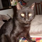 Photo de chat perdu à Thoard