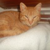 Photo de chat perdu à Thoard