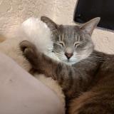 Photo de chat perdu à Midlothian