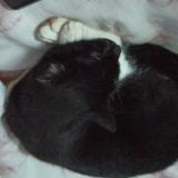 Photo de chat perdu à Livron