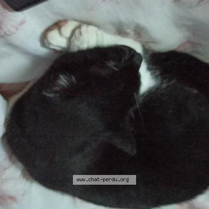 Photo 1/1 Luffy Chat perdu à Livron