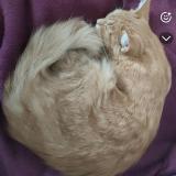 Photo de chat perdu à La Chapelle Basse Mer