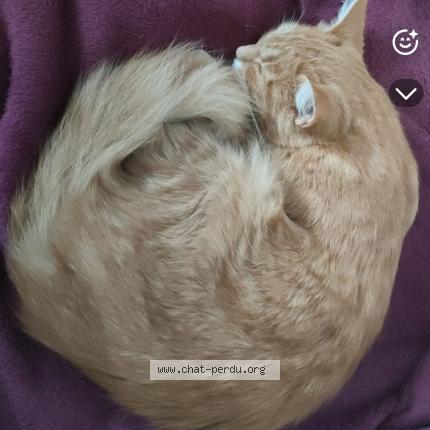 Photo 1/1 Chat retrouvé Perdu à La chapelle basse mer