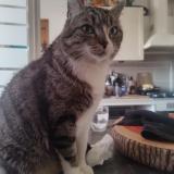 Photo de chat perdu à Le Pradet