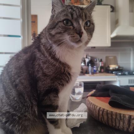 Photo 1/1 Linck Chat perdu à Le pradet