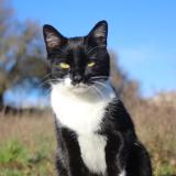 Photo de chat trouvé à Chanteloup Les Vignes