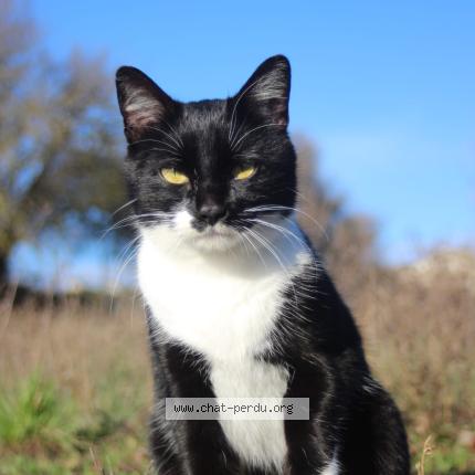 Photo 1/1 Chat trouvé Trouvé à Chanteloup les vignes