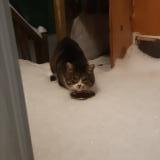 Photo de chat trouvé à Terrebonne