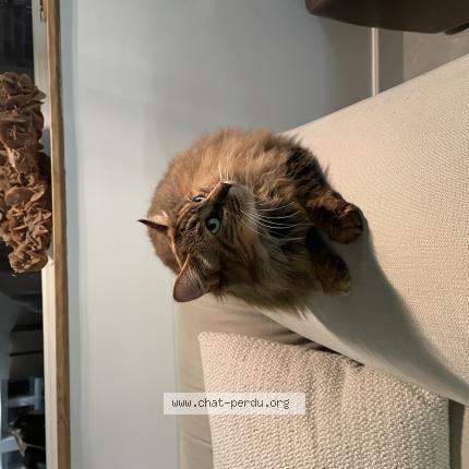 Photo de chat trouvé à Champvallon