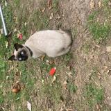 Photo de chat perdu à Wattrelos