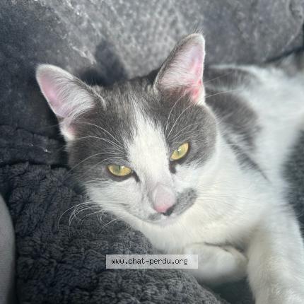 Photo 1/1 Chat retrouvé Perdu à Plabennec