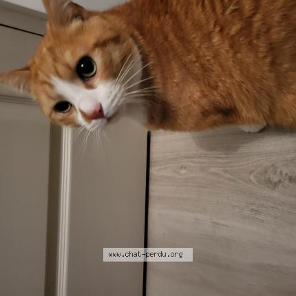 Photo de chat trouvé à Quarante