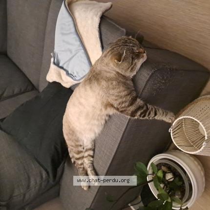 Photo 1/1 Chat retrouvé Perdu à Reims