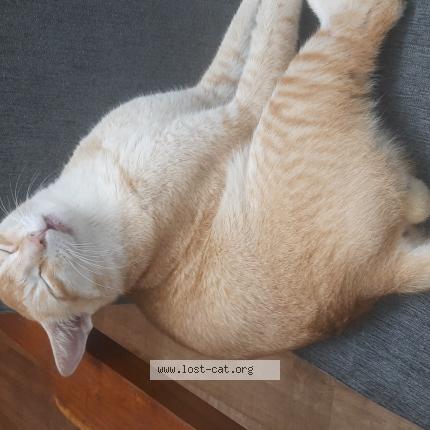 Photo 1/1 Michael Chat perdu à Asansol