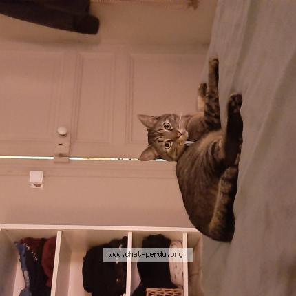 Photo 1/1 Chat retrouvé Perdu à Nantes