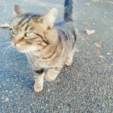 Photo de chat trouvé à Parigne L Eveque