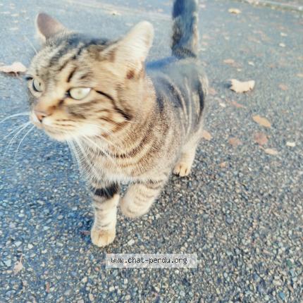 Photo 1/2 Chat trouvé Trouvé à Parigne l eveque