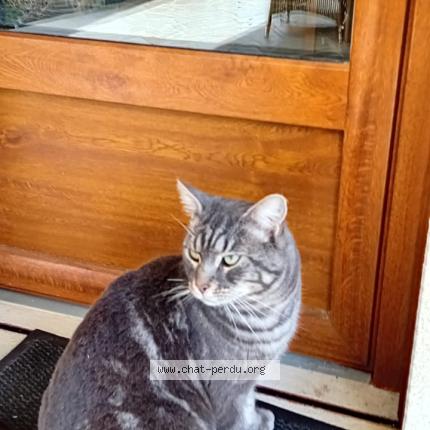 Photo 1/1 Chat retrouvé Trouvé à Origne