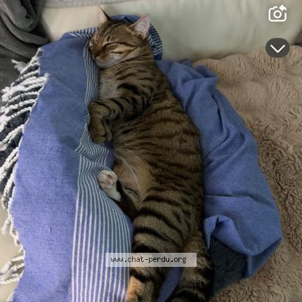 Photo 1/1 Roki Chat perdu à Chemaudin et vaux