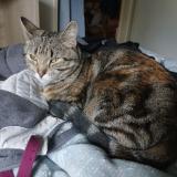 Photo de chat perdu à Pau