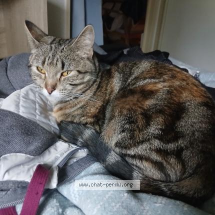 Photo 1/1 Betty Chat perdu à Pau