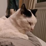 Photo de chat perdu à Erdeven