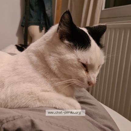 Photo 1/1 Chat retrouvé Perdu à Erdeven