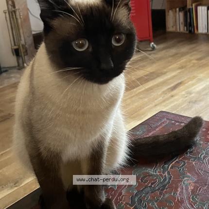 Photo de chat perdu à Angers